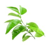 Petitgrain_gorka_pomorandza_herbaoils