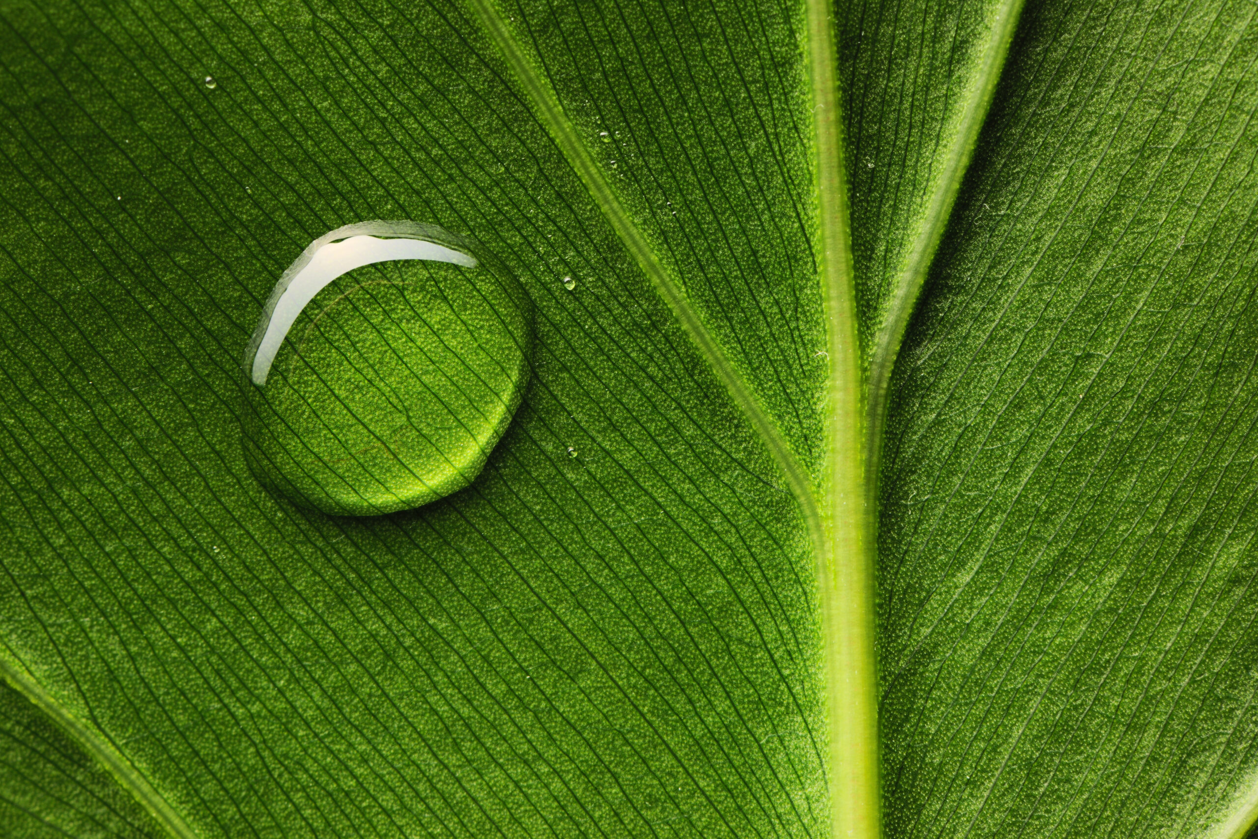 Water drop on leaf